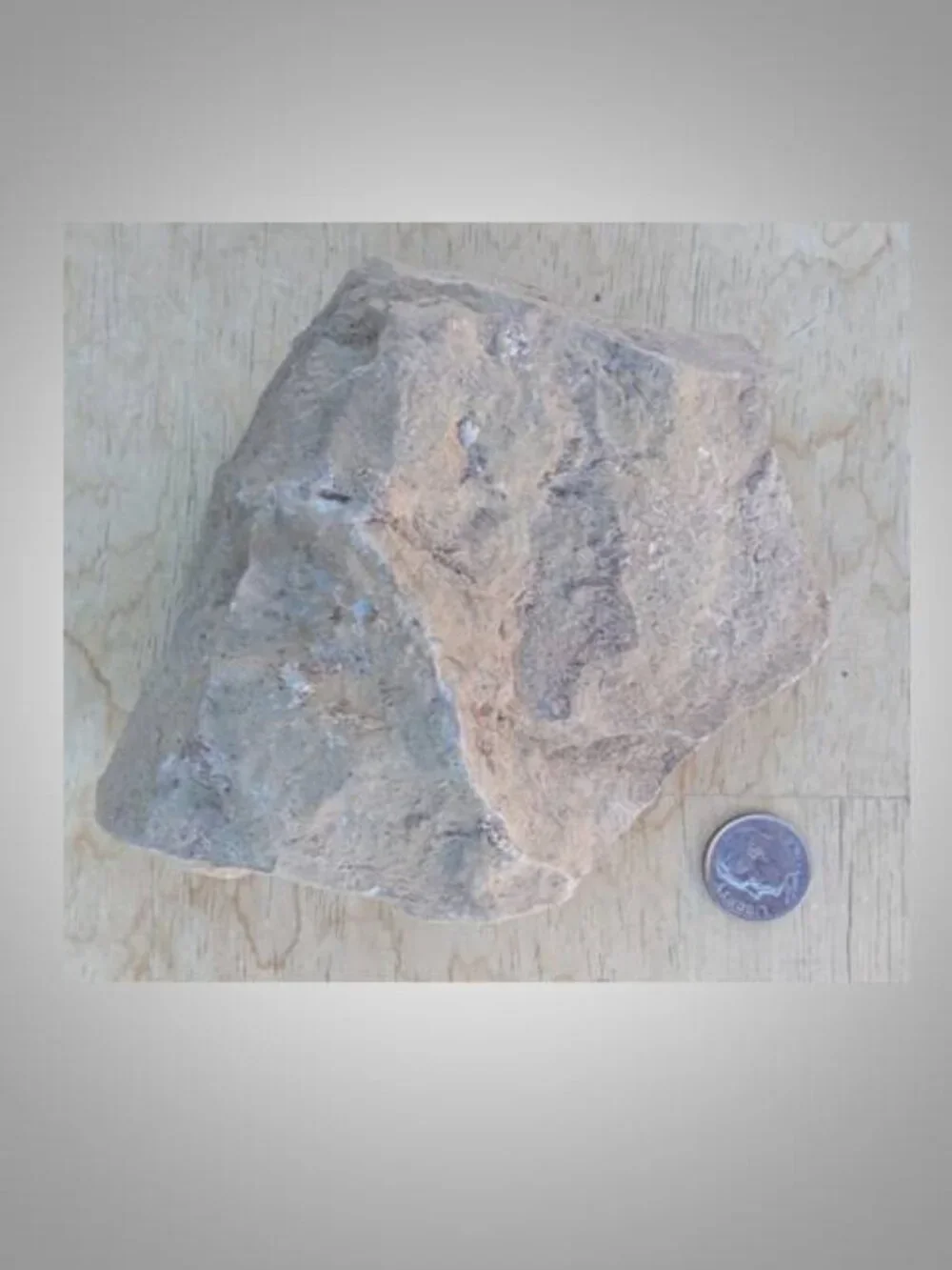 fossilized horn coral from Arizona